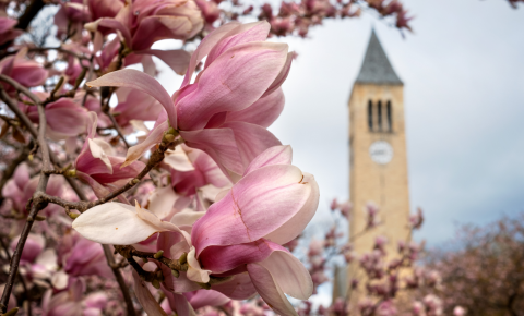 clock tower with spring blooms