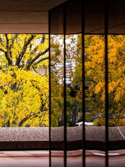 windows looking out to fall trees