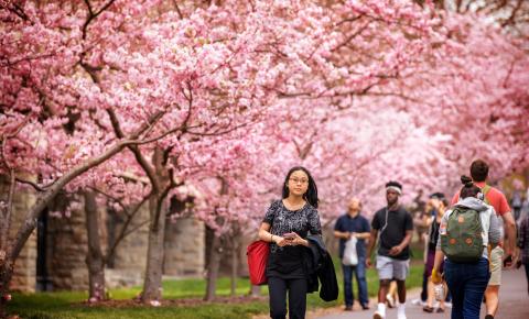 cherry trees near ho plaza