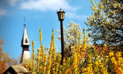 yellow spring flowers near a pole, blue sky in background