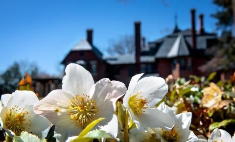 white daffodils