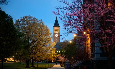 dusk on campus with spring tree blossoms