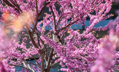 red bud blossoms on full display