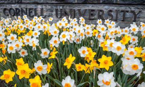 daffodils yellow and white